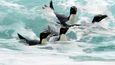 Halasné překřikování tučňáků na východním pobřeží Jižního ostrova přehluší i divoký příboj, dorážející dole na pláže a přilehlá skaliska z oceánu.