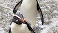 Rodinka tučňáků novozélandských sestoupila z hnízdiště skrytého v křovinaté stráni dolů k moři.