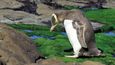 Celosvětová populace žlutookých tučňáků se smrskla kvůli nejrůznějším predátorům i narůstající turistice na pouhých pár tisíc. Tento stav už ohrožuje přežití druhu.