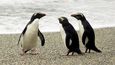 V blízkosti světoznámých kulatých balvanů Moeraki jsme konečně našli místa s dosud plachými tučňáky, kteří se lekali objektivů.