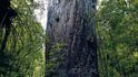 Kauri, jeden z největších stromů na světě, má mělké kořeny, proto se až k němu nesmí, a chybí tak měřítko pro pochopení skutečné velikosti.