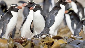 Nový Zéland, turistický ráj na druhé straně planety: Soukromá audience v království tučňáků