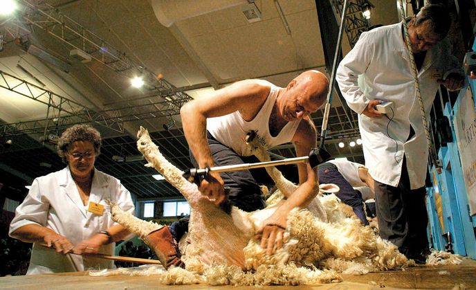 Správné stříhání ovcí je celkem věda, a tak se vyučuje ve škole.