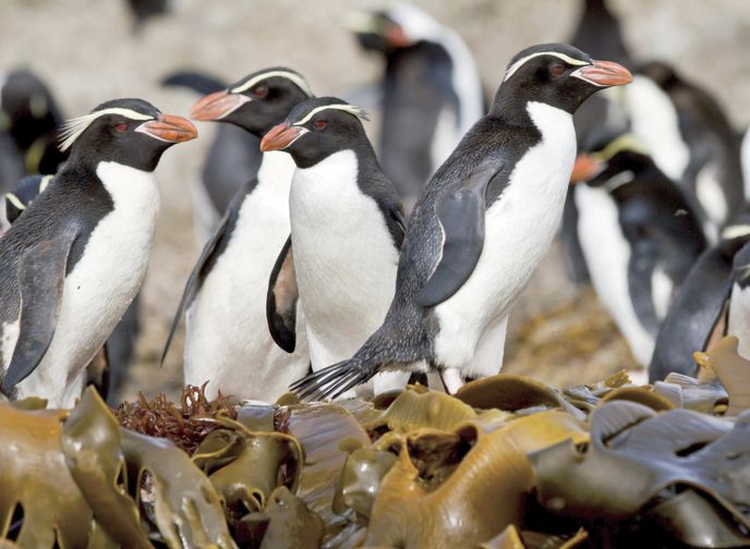 Najít opravdu divoká hnízdiště tučňáků vám pomůžou domorodci, kteří provozují kempy či turistické ubytovny na pobřeží.