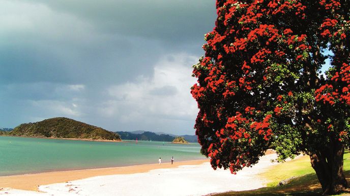 Všude září křiklavě červené, podivně kulovité květy novozélandských „vánočních“ stromů pohutukava.