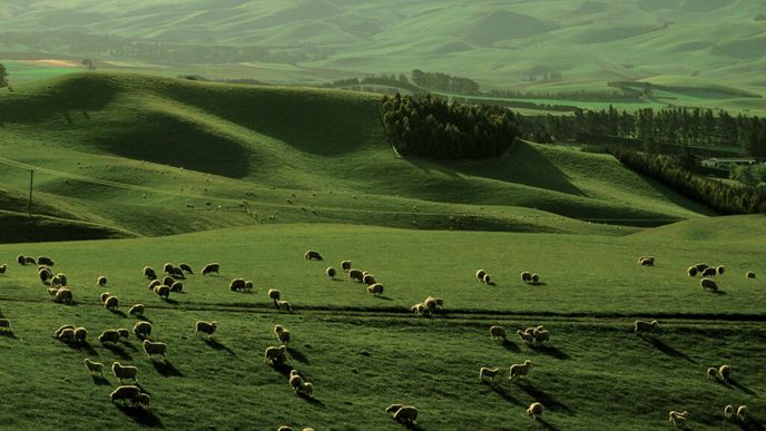 Na každého obyvatele čtyřmilionového Nového Zélandu připadá deset ovcí.