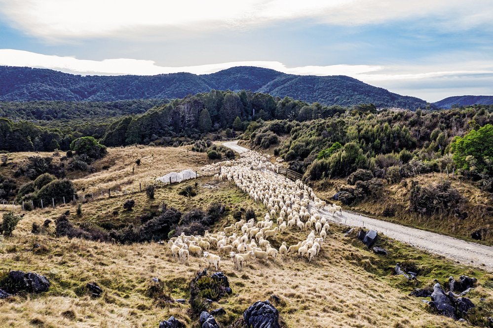 Na celém Novém Zélandu žije celkem pětadvacet milionů ovcí – v přepočtu zhruba pět ovcí na jednoho obyvatele. Takaka Hill není výjimkou.