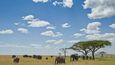 Další z velkých a oblíbených afrických národních parků je Serengeti v Tanzánii. Jezdit tu můžete autem i bez průvodce, jen nesmíte zapomenout, že ve 20 hodin se park zavírá a že z vozu se nesmí vystupovat. Po zdánlivě nekonečných rovinách parku migrují velké skupiny zvířat za vodou. Savana však zabírá jen třetinu plochy, zbytek tvoří kopcovité oblasti, akáciové lesy a močály.  V krátkém období sucha od ledna do února tu můžete pozorovat čerstvě narozená mláďata býložravců, v dlouhém období sucha, tedy od června do října, je zase ideální čas na sledování šelem.