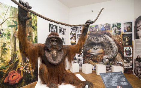 Ňuňák je součástí výstavy Milování v přírodě, která mapuje život orangutana na Borneu i v Ústí.