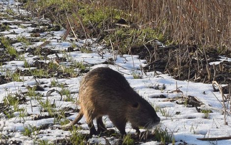 Nutrie na břehu řeky Moravy poblíž centra Olomouce.