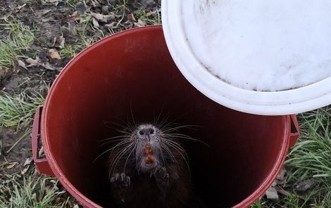 Nutrie, která se schovávala pod autem, skončila v plastovém kbelíku.