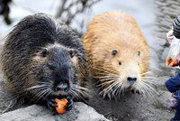 Nekrmte nutrie, mohou vás i hryznout! Zubatí hlodavci tropí v Praze pořádnou neplechu