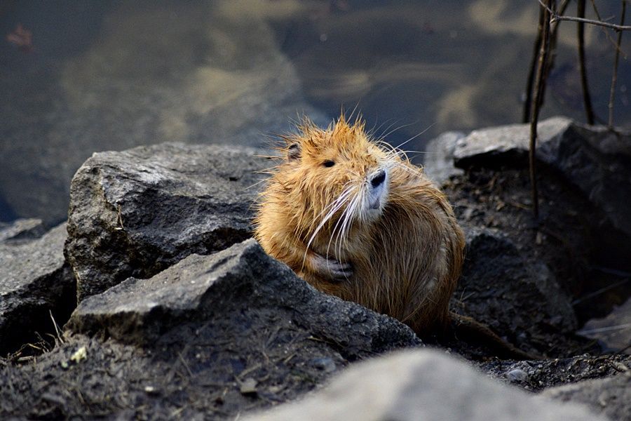 Lidé v Praze krmí nutrie, přispívají tím k jejich přemnožování.