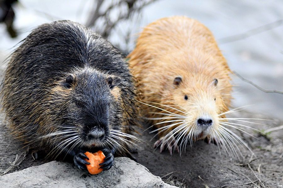 Lidé v Praze krmí nutrie, přispívají tím k jejich přemnožování.