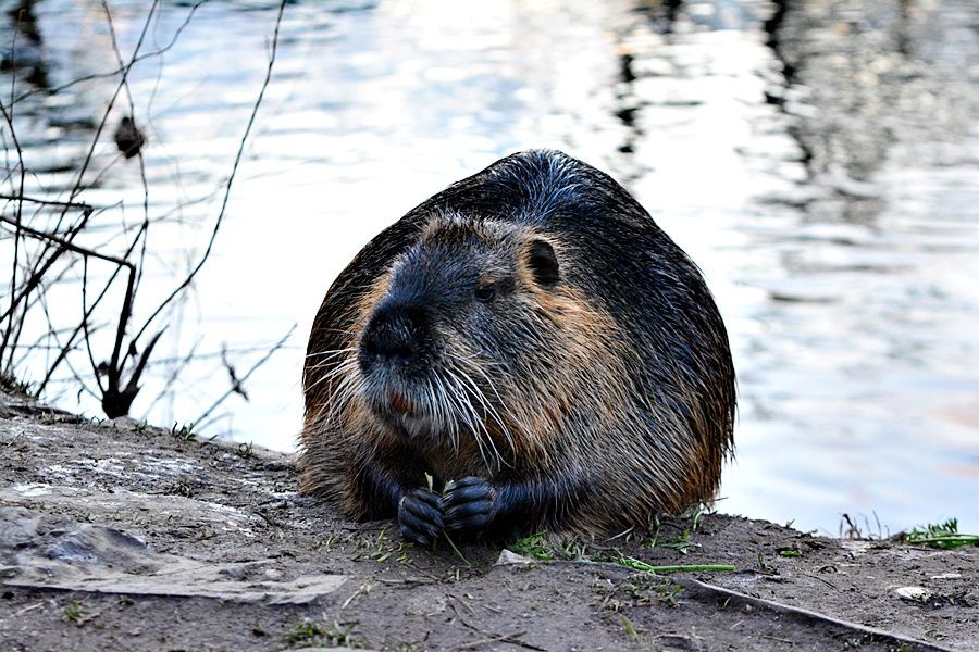 Nutrie jsou přemnožené i v Česku!