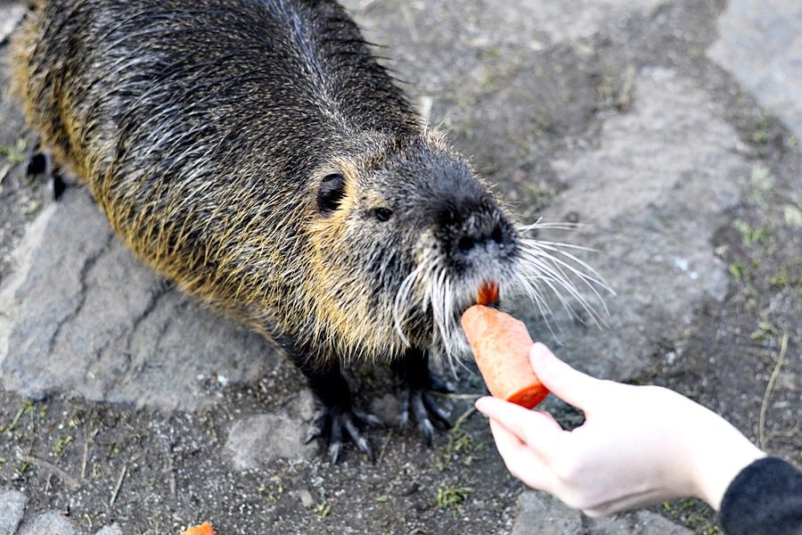 Pražané už nekrmí jen labutě. Do Podolí míří na krmení nutrií.