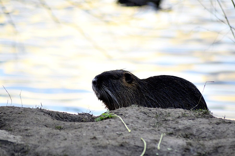 Lidé v Praze krmí nutrie, přispívají tím k jejich přemnožování.