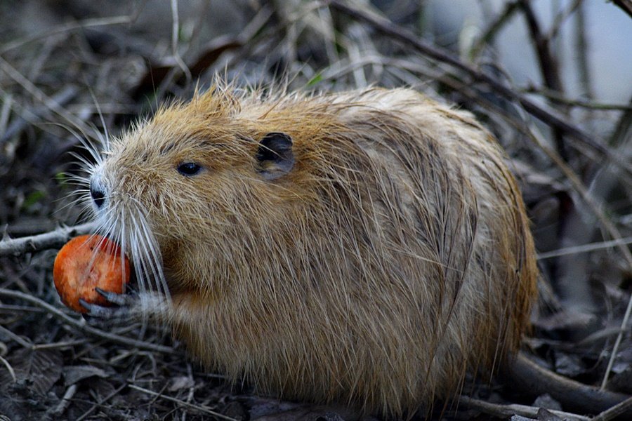 Nutrie jsou přemnožené i v Česku!