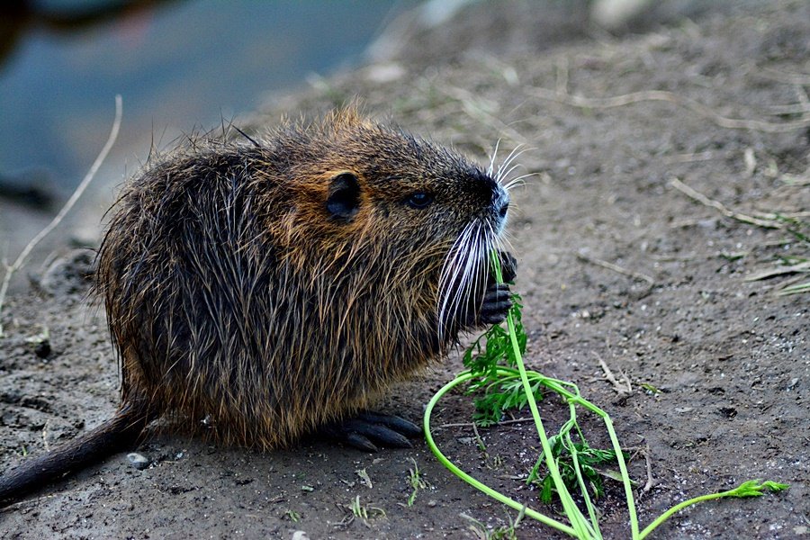 Lidé v Praze krmí nutrie, přispívají tím k jejich přemnožování.