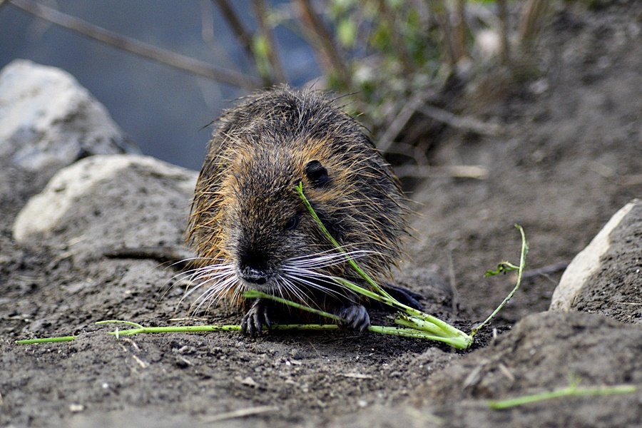 Lidé v Praze krmí nutrie, přispívají tím k jejich přemnožování.