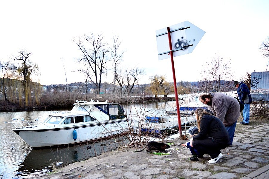 Lidé v Praze krmí nutrie, přispívají tím k jejich přemnožování.