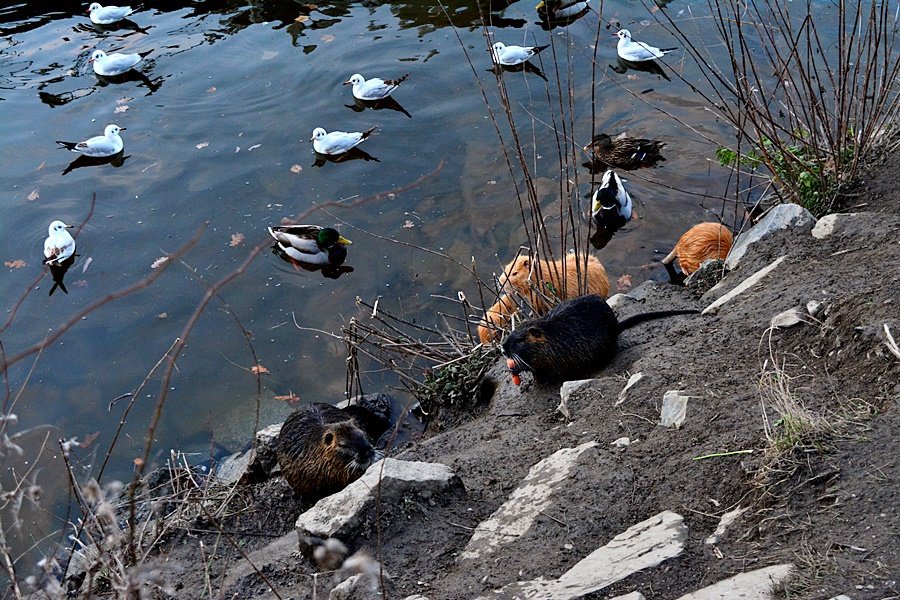 Lidé v Praze krmí nutrie, přispívají tím k jejich přemnožování.