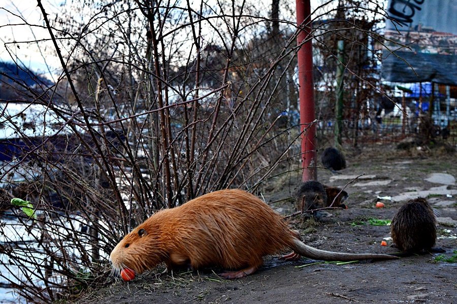 Pražané už nekrmí jen labutě. Do Podolí míří na krmení nutrií.