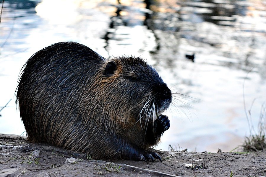 Lidé v Praze krmí nutrie, přispívají tím k jejich přemnožování.