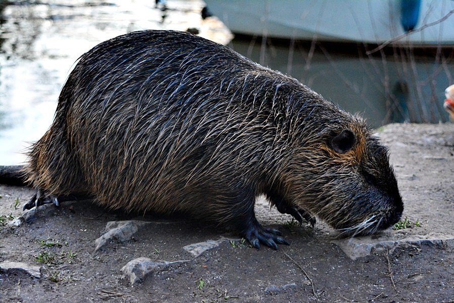 Pražané už nekrmí jen labutě. Do Podolí míří na krmení nutrií.