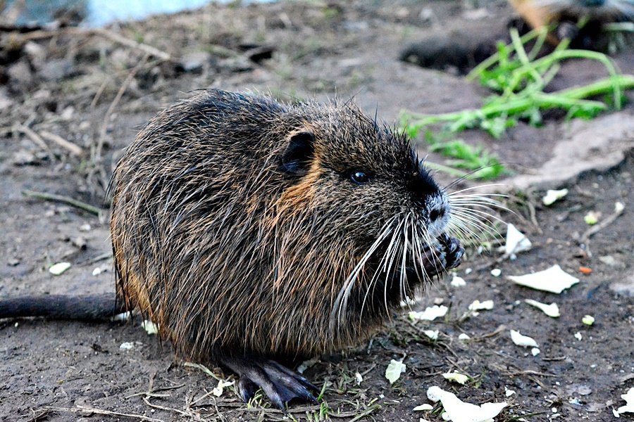 Lidé v Praze krmí nutrie, přispívají tím k jejich přemnožování.