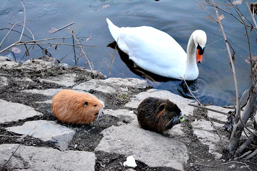 Pražané už nekrmí jen labutě. Do Podolí míří na krmení nutrií