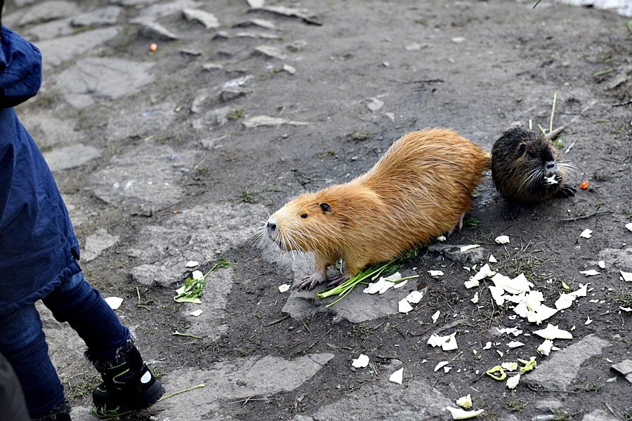 Lidé v Praze krmí nutrie, přispívají tím k jejich přemnožování.