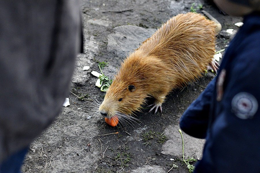 Pražané už nekrmí jen labutě. Do Podolí míří na krmení nutrií.