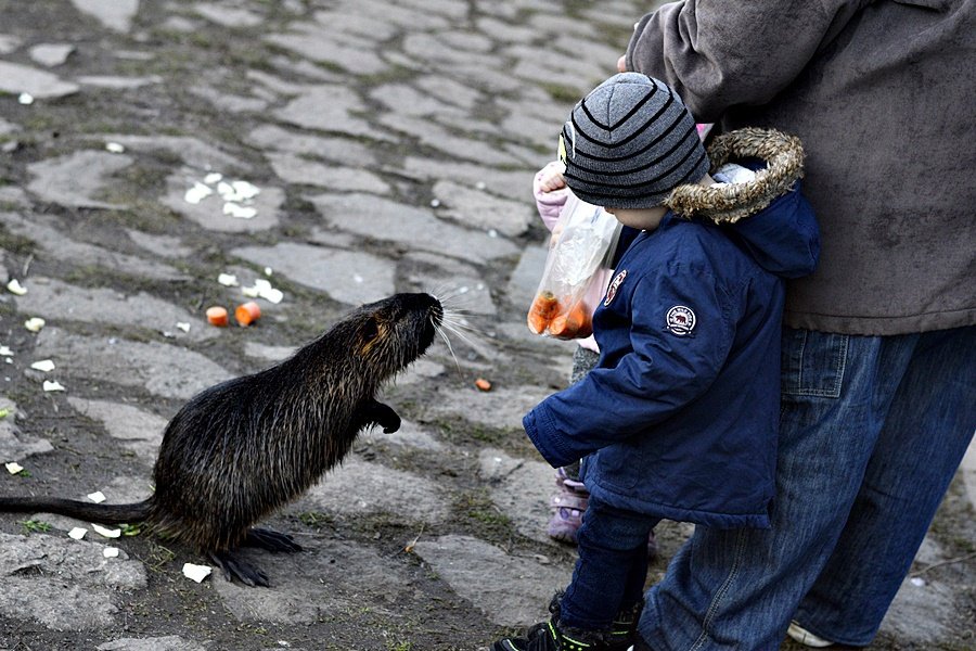 Lidé v Praze krmí nutrie, přispívají tím k jejich přemnožování.