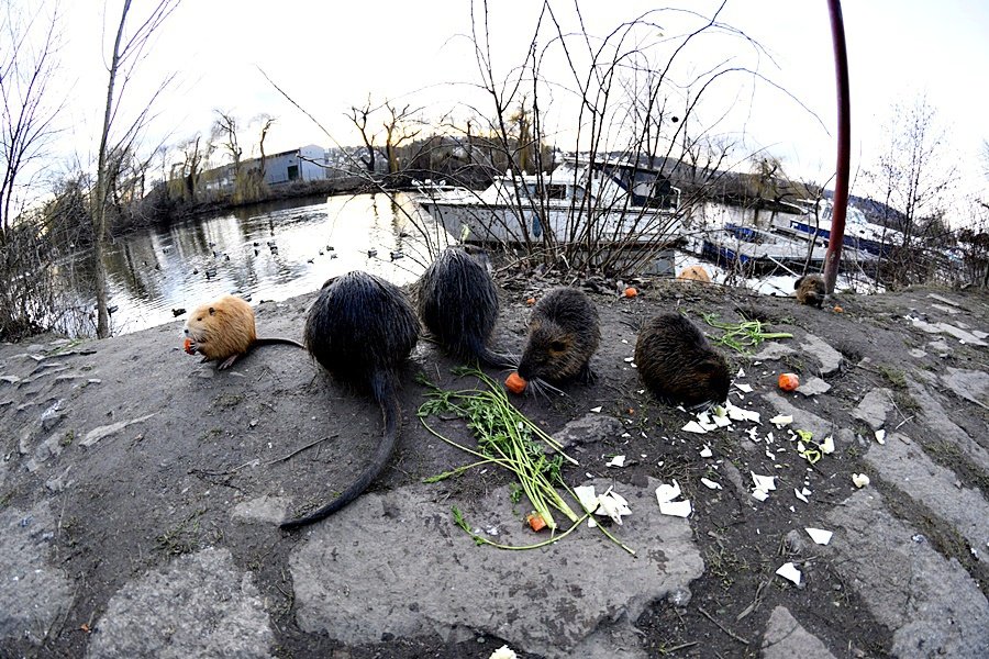 Lidé v Praze krmí nutrie, přispívají tím k jejich přemnožování.