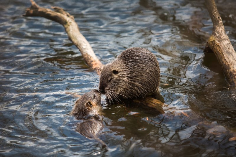 Pardubice trápí přemnožené nutrie