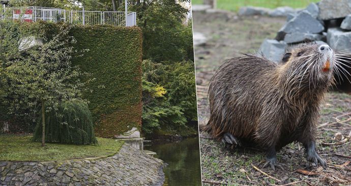 Nutrie se v Praze přemnožily.