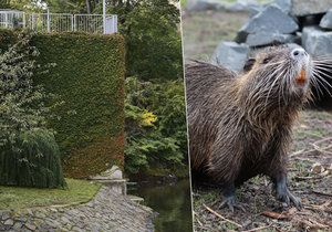 Nutrie se v Praze přemnožily.