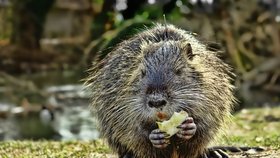 Nutrie se staly atrakcí Třince, ochránci přírody ale nabádají lidi, aby je nekrmili.