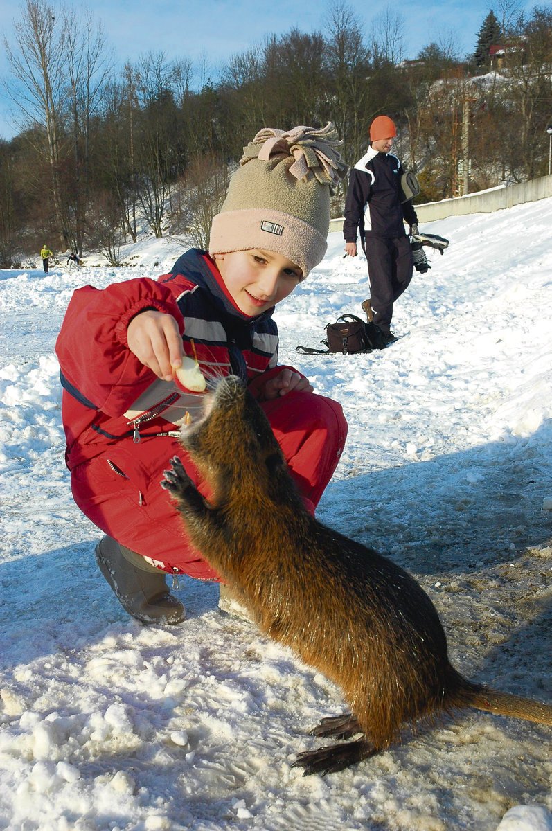 Nutrie se ve Zlíně staly miláčky dětí i dospělých. Zvláště ti malí je rádi krmí. To se radním nelíbí.