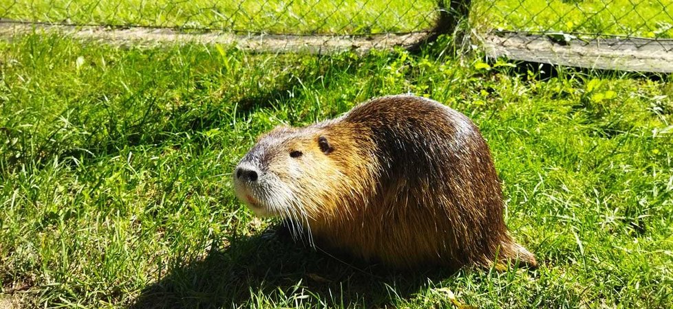 Nutrie se staly atrakcí Třince, ochránci přírody ale nabádají lidi, aby je nekrmili.