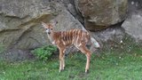 V plzeňské zoo se narodil nebojsa: Sameček nyaly Polo zkoumá výběh "na vlastní kopyto" 