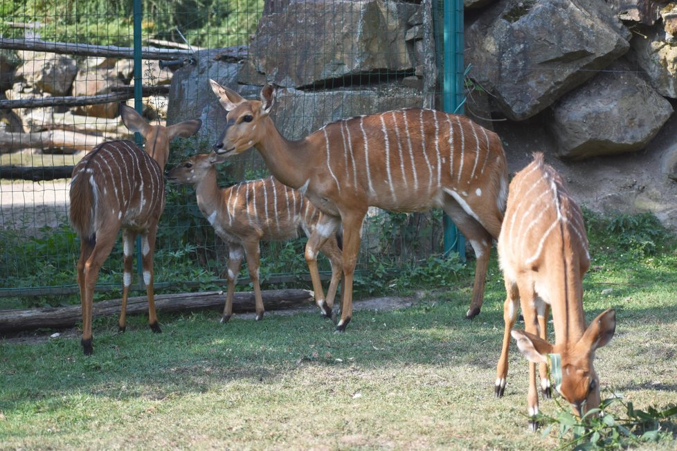 Nyaly nížinné v plzeňské zoo.