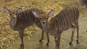 Zakir a Pamira, mláďata antilopy nyaly nížinné v plzeňské zoo