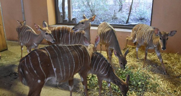 Část stáda antilop nyal nížinných v plzeňské zoo