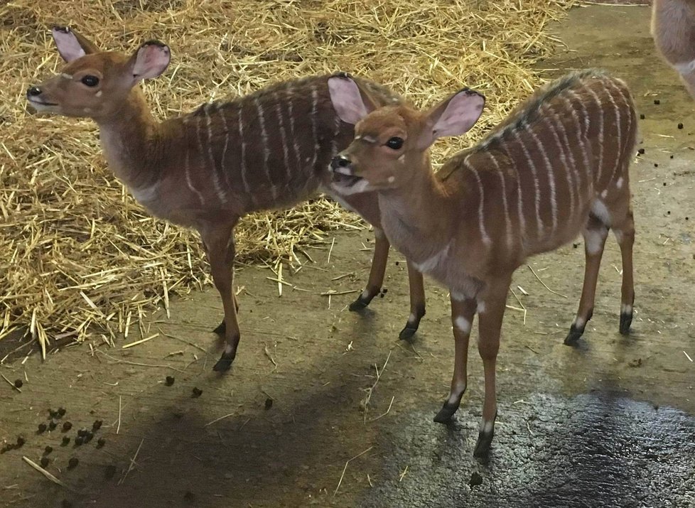 Zakir a Pamira, mláďata antilopy nyaly nížinné v plzeňské zoo