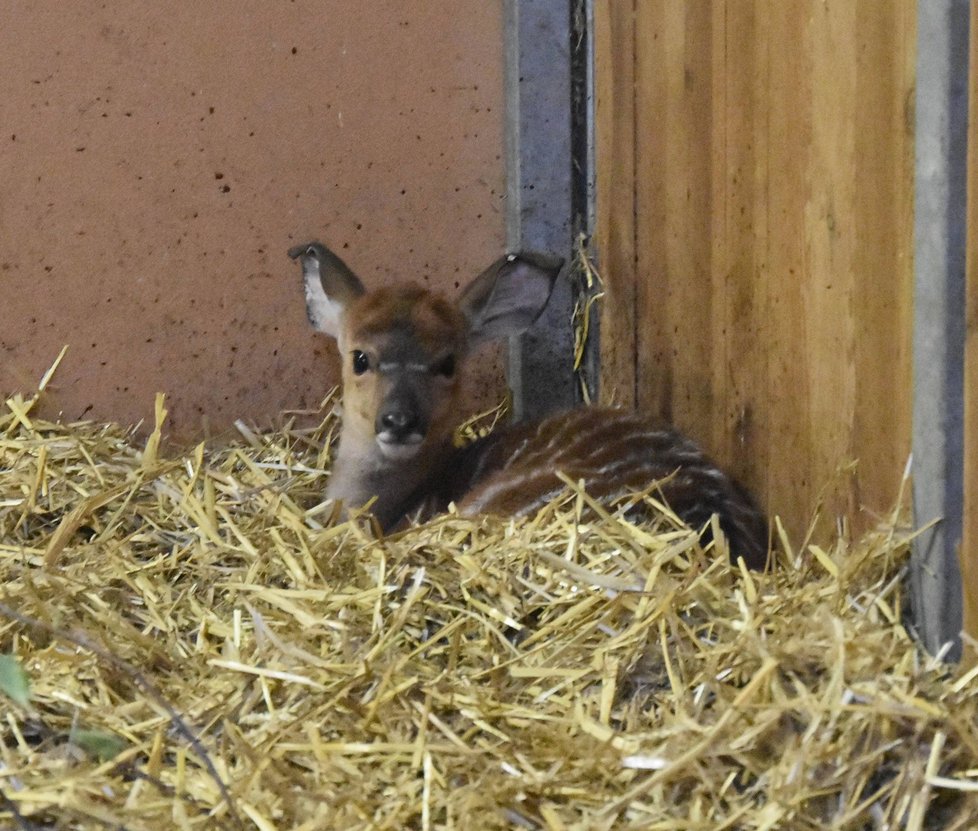 Nejmladší přírůstek nyal nížinných v plzeňské zoo, sameček Ronako