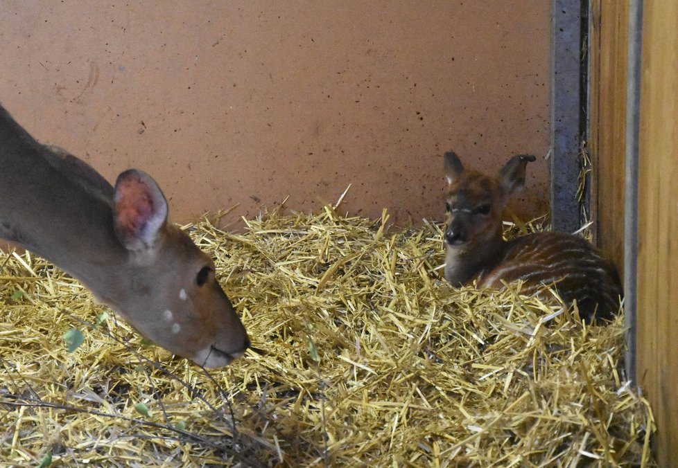 Nejmladší přírůstek nyal nížinných v plzeňské zoo, sameček Ronako