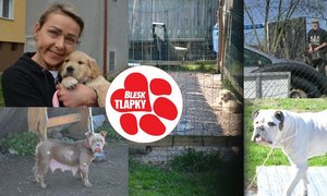 Místo radosti zklamání. Štěně mělo plíseň na kůži, veterinářka ho doporučila vrátit 