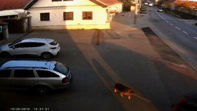 Majitel uvázal svého psa za auto a rozjel se.